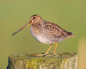 Wilsons Snipe on Post